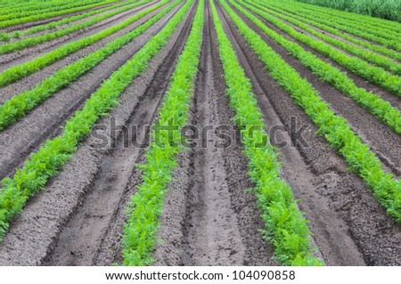 Rows of young and fresh carrot plants in springtime.