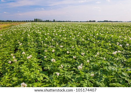 Potato plants with white and yellow flowers in a large field,