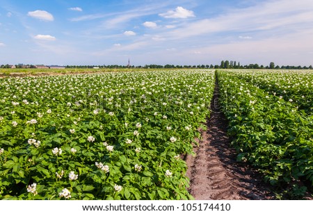 Flowering potato plants in a large field at the edge of a small village.