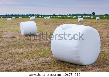 Pasture with packed hay rolls in  dusk. It\'s summer in the Netherlands.
