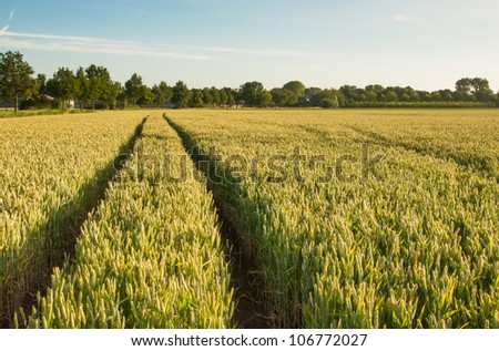 Dutch grain field with tractor tracks in the growing crop.