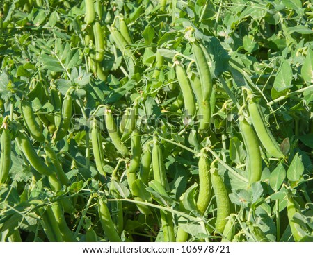 Pods with garden peas at the plants just before harvesting