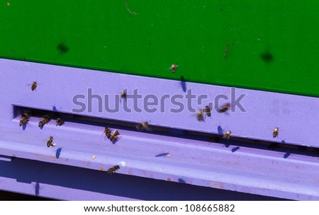 Detailed view of western honey bees at the purple entrance of their beehive.