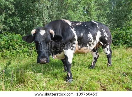 Black and white cow standing in the Dutch National Park De Biesbosch.