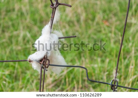 Wool of the sheep catch on the rusty railings.