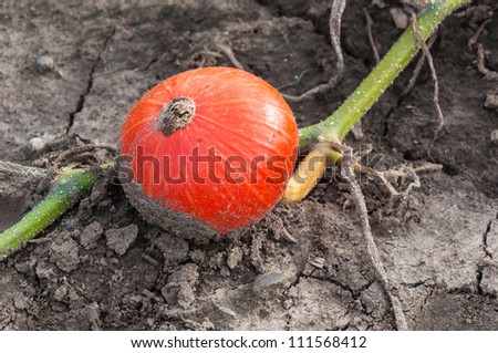 Closeup of an orange pumpkin at the plant on cracked soil ready for harvesting.