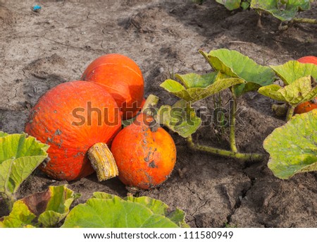 Closeup of harvested red pumpkins on the field ready for picking and transport.