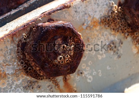 Part of corroded steel deep sea pipe line with barnacles on the surface