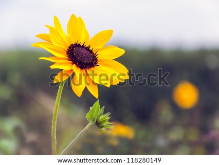Detailed view of a budding and flowering sunflower plant against a blurred natural background. The plant is growing in a Dutch field margin landscaped to promote biodiversity.
