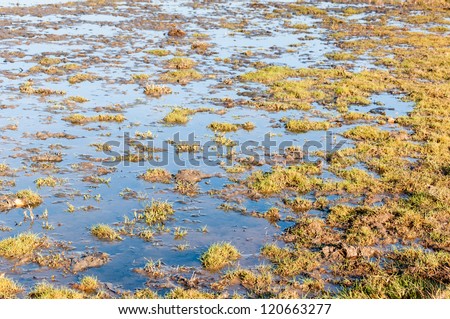 Swampy area with a reflected blue sky, grass and rushes  on the mirror smooth water surface.