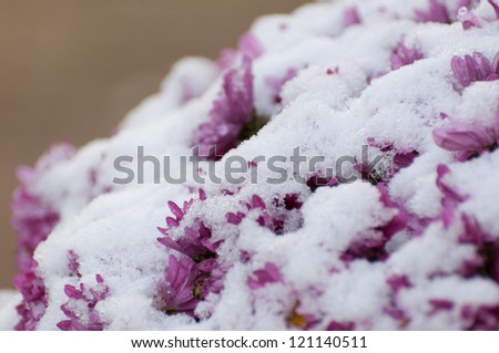 Detailed view of purple Chrysanthemums covered with a layer of snow.