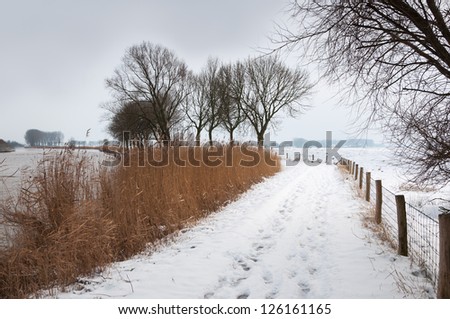 Wintry landscape in the Netherlands with a fence, rushes in autumnal colors and bare trees.