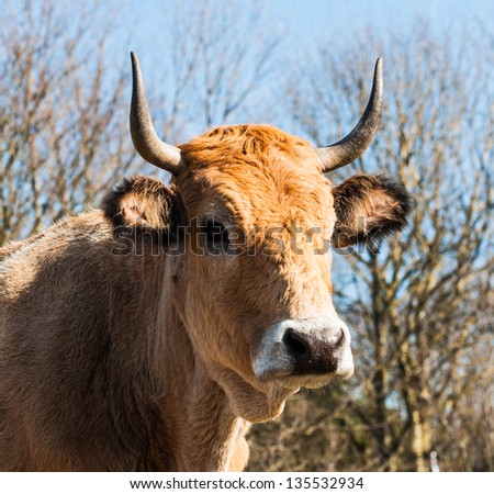 Close-up of the face of horned light brown cow against the natural background of a blue sky and bare branches.