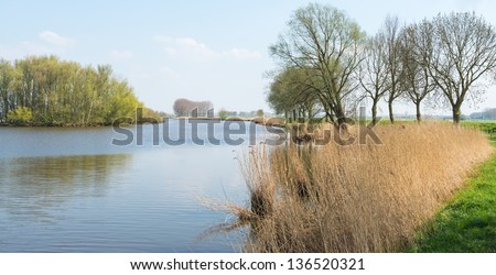 Dutch landscape with a wide stream, yellowed reeds and green coloring trees with young leaves.