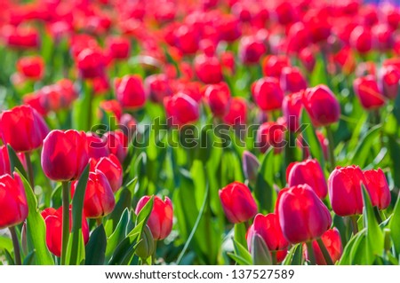 Red flowering tulip bulbs in the Netherlands.