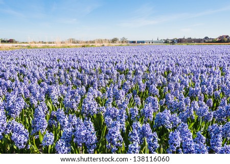 Various colors in this field of flowering tulip bulbs of a Dutch bulbs nursery.