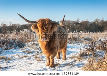 Highland cow in a hairy winter coat standing in snowy landscape.