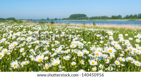 Plenty Of Blooming Common Daisies At The Banks Of A Dutch River In The Spring Season.
