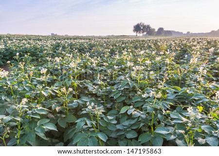 White and yellow blooming potato plants in a field early in the morning. In the background there are some trees at the horizon.