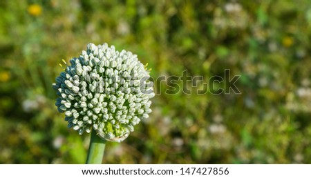 One flowering onion plant between many other not blooming onion plants in a large field.