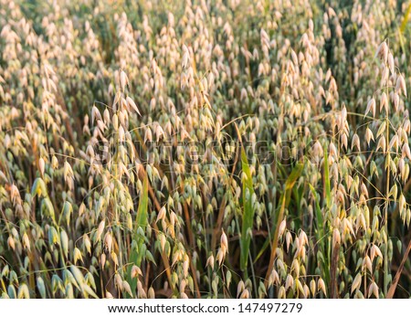 Closeup of organically grown oats at different stages of maturity.