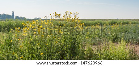 Onion Field overgrown by Corn Sow Thistle or Sonchus arvensis plants.