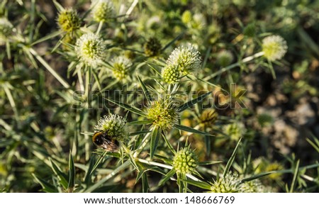 Bumblebee visits blooming Field eryngo or Eryngium campestre growing in a nature area.