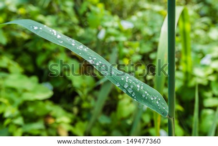 Pearling water droplets on a reed leaf at dawn.