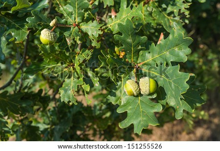 Closeup of oak nuts and leaves in summertime growing at branches of an oak tree.