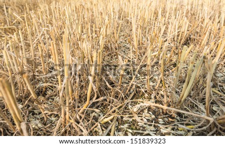 Closeup of wheat stubble and chaff the soil after harvesting and threshing of the grain.