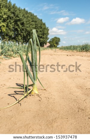 Single onion plant on bare soil after harvesting the other onions.
