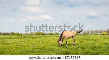 Grazing Konik horse  expels the flies with its tail.