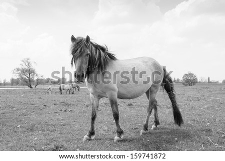 Large Konik horse poses in front of the picture with mane and tail full of burdocks. Black & White image.