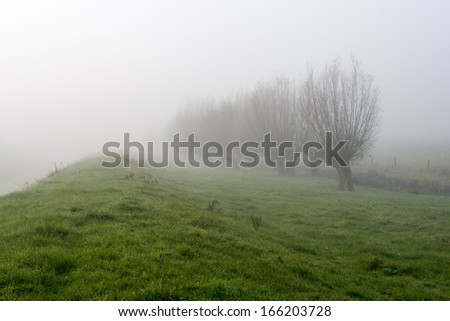 Grassland and pollard willows next to a dike in a very dense fog early in the morning.