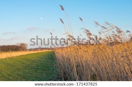 Colorful landscape with a dike, golden reed plumes waving in the wind and a windmill in the background at the village edge.