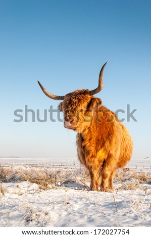 Red haired Highland cow in winter coat standing in the snowy landscape of a Dutch nature area.