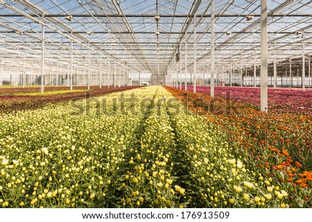 Budding en colorful blooming Chrysanthemum plants in a Dutch Chrysanthemum flower nursery.