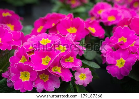 Closeup of yellow hearted deep pink Primula plants in a plant nursery.