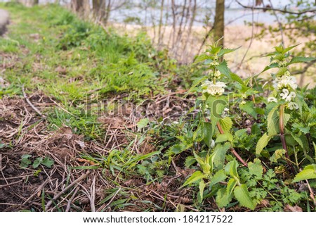 White flowering and budding White Nettle or Lamium album plants in their natural habitat.