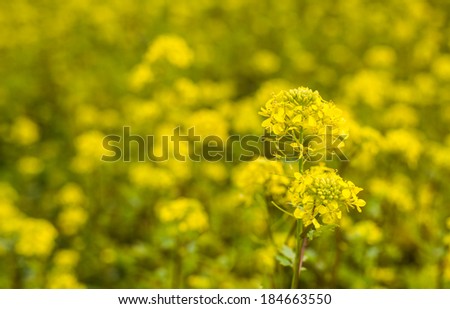 Closeup of a yellow budding and flowering Wild Mustard or Sinapis arvensis plant against a blurred field full of these yellow flowers.