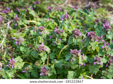 Bird\'s eye view of Ground-Ivy or Glechoma hederacea in its natural habitat.