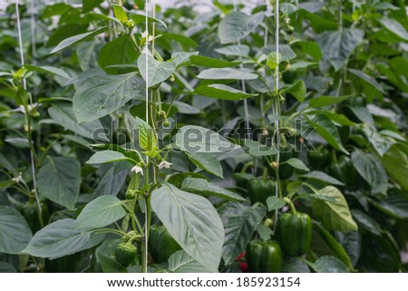Paprika plants growing and blossoming through hydroponics cultivation in a Dutch greenhouse horticulture business.