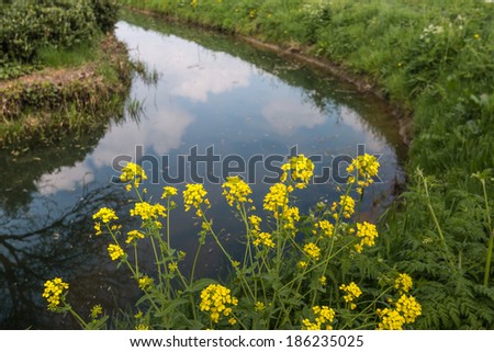 Yellow blooming Wild Mustard or Sinapis arvensis plants reflected in the mirror smooth water surface of a curved ditch in springtime.