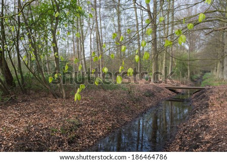 Old Dutch forest with budding twigs and new leaves of European Beeches and brown leaves from the autumn season on the ground.