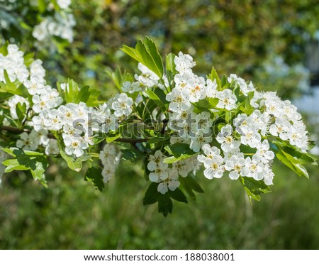 Hawthorn or Crataegus shrub with white blossoms in the early spring season.
