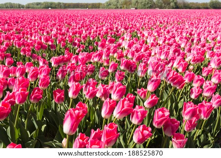 Large field of pink blooming Tulip bulbs of a Dutch bulb grower.
