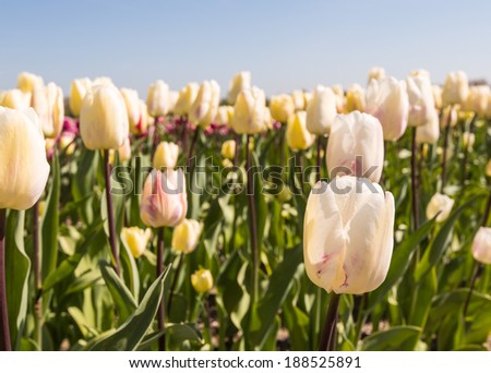 Closeup of white flowering Tulip bulbs in a sunny large Dutch field in the spring season.