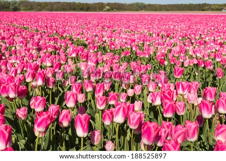 Large field of pink blooming Tulip bulbs of a Dutch bulb grower.