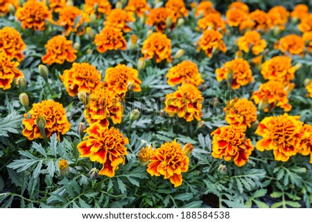 Closeup of rows of budding and blooming Tagetes or Marigold plants in a greenery.