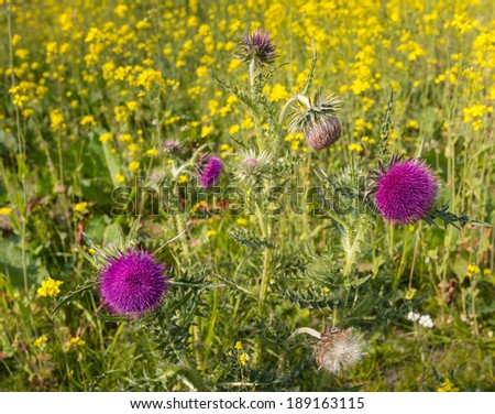 Closeup of red-purple budding  and flowering thistle plants with yellow blooming Field Mustard in the background.